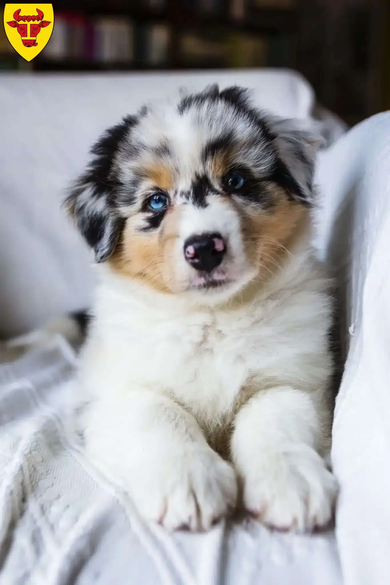 Mehr über den Artikel erfahren Australian Shepherd Züchter und Welpen in Coesfeld