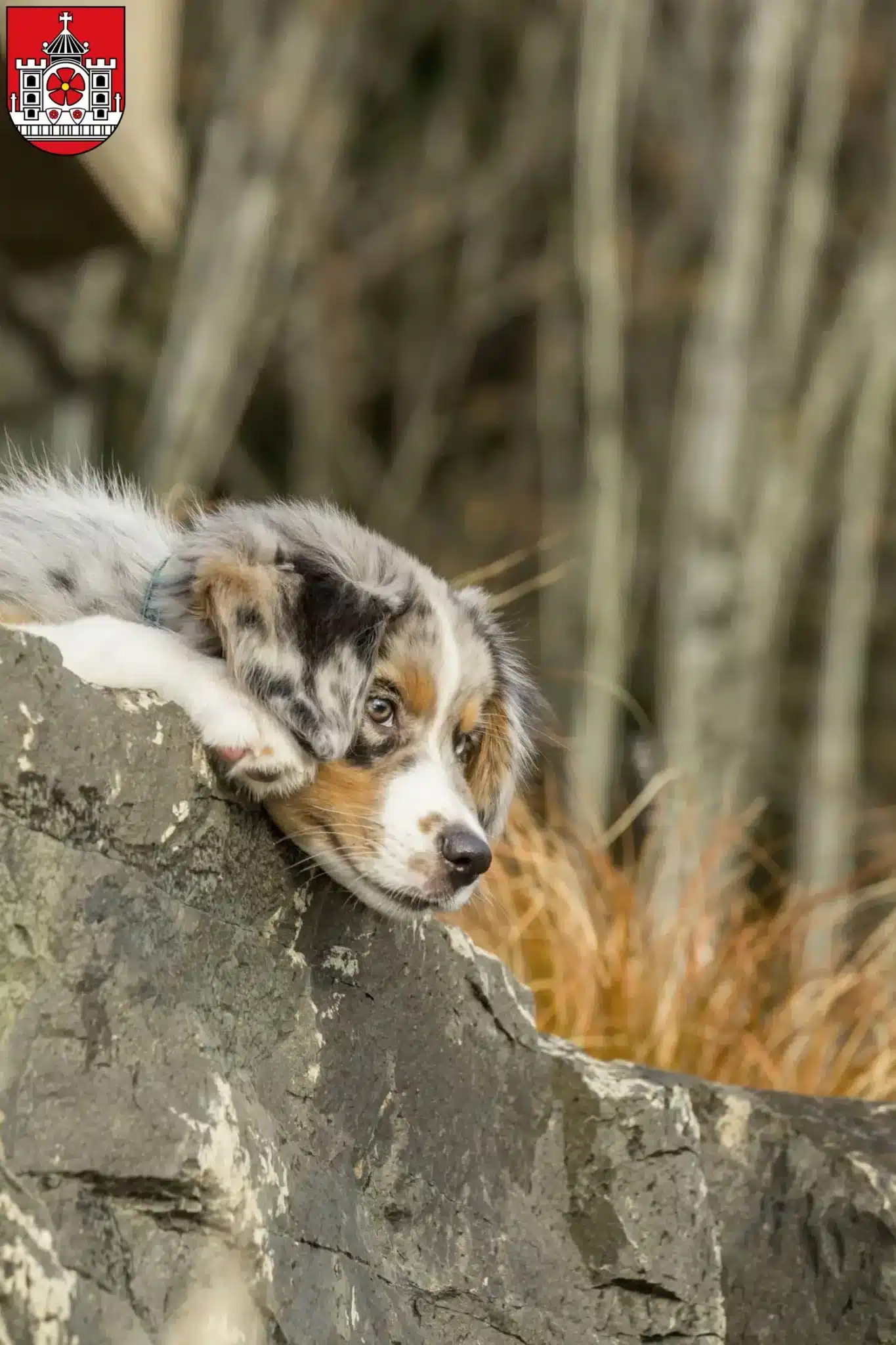 Mehr über den Artikel erfahren Australian Shepherd Züchter und Welpen in Detmold