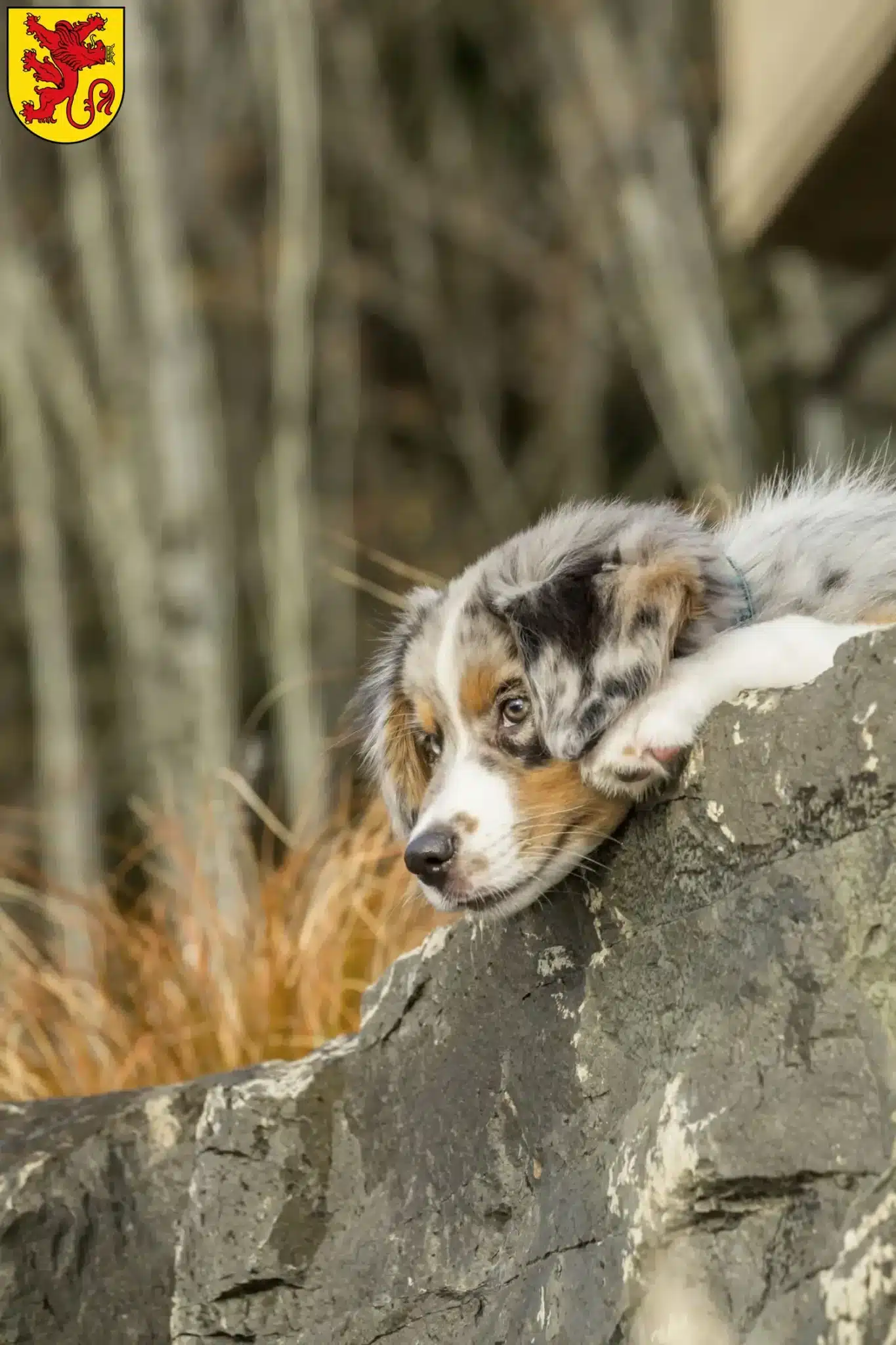 Mehr über den Artikel erfahren Australian Shepherd Züchter und Welpen in Diepholz