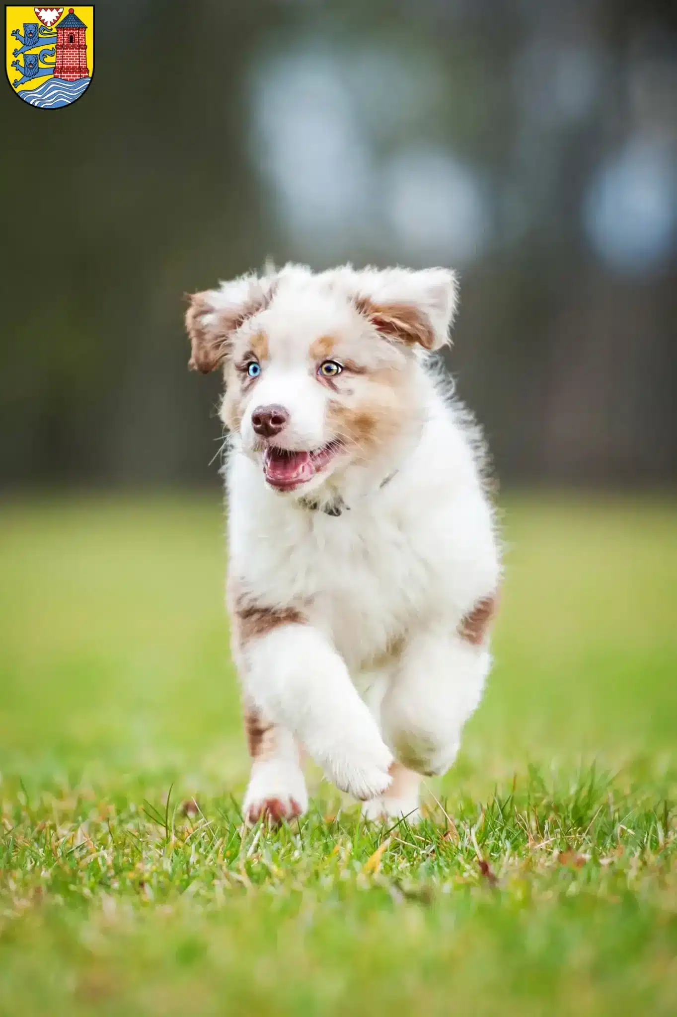 Mehr über den Artikel erfahren Australian Shepherd Züchter und Welpen in Flensburg