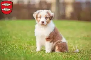 Mehr über den Artikel erfahren Australian Shepherd Züchter und Welpen in Forchheim