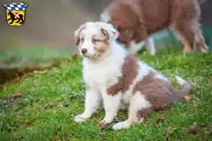 Mehr über den Artikel erfahren Australian Shepherd Züchter und Welpen in Freising