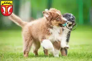 Mehr über den Artikel erfahren Australian Shepherd Züchter und Welpen in Freudenstadt