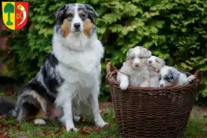 Mehr über den Artikel erfahren Australian Shepherd Züchter und Welpen in Friedrichshafen