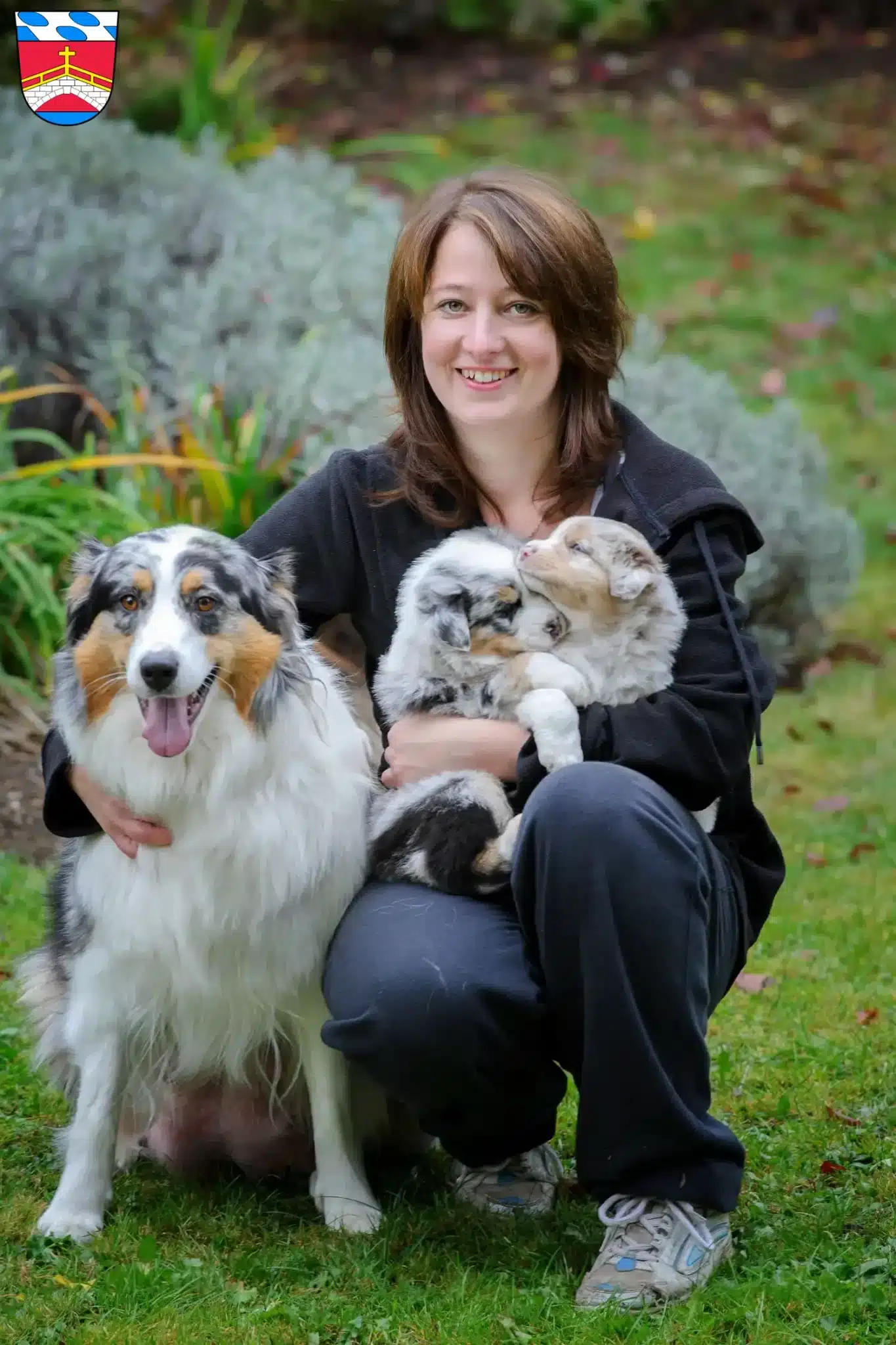 Mehr über den Artikel erfahren Australian Shepherd Züchter und Welpen in Fürstenfeldbruck