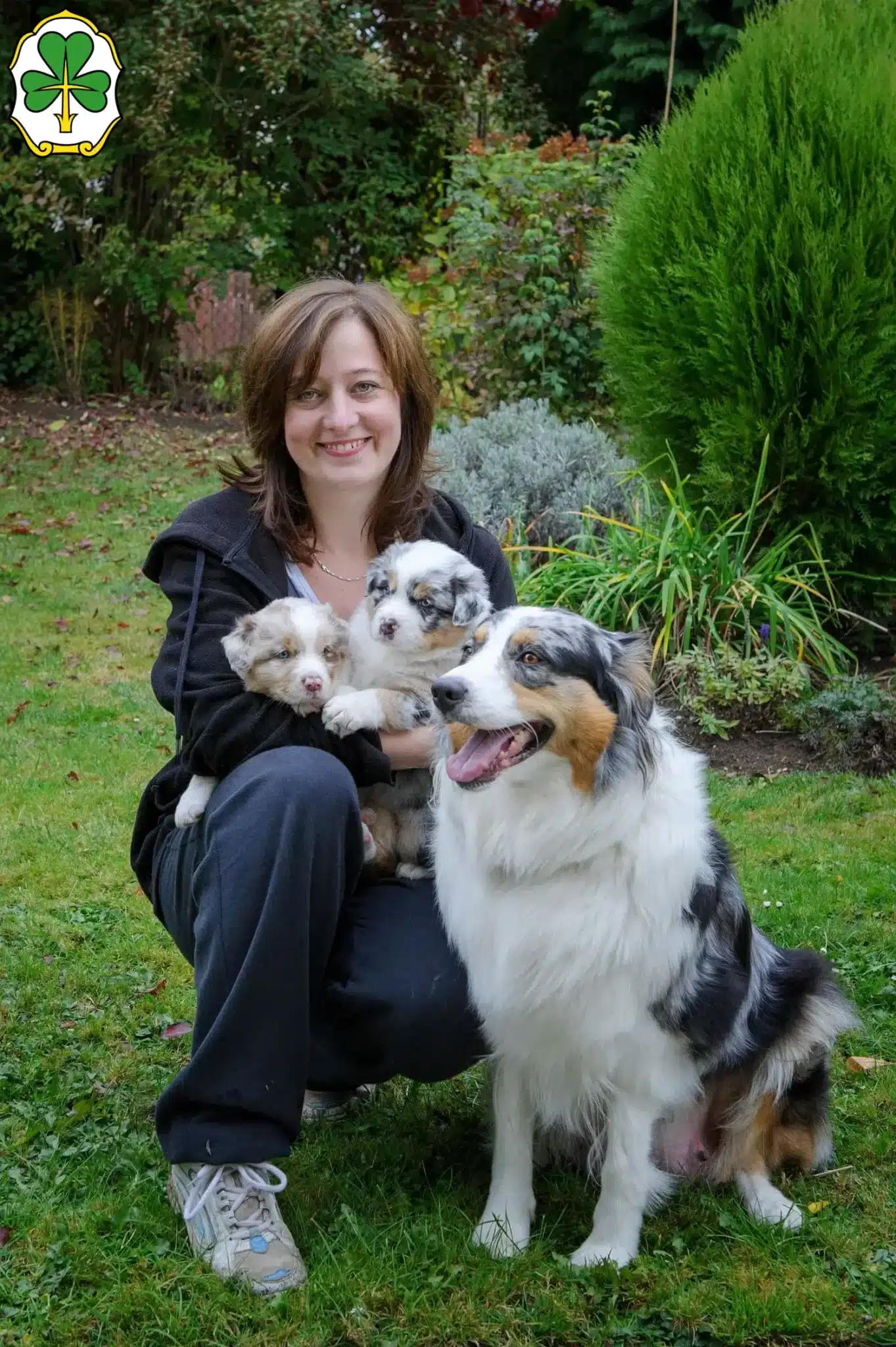 Mehr über den Artikel erfahren Australian Shepherd Züchter und Welpen in Fürth