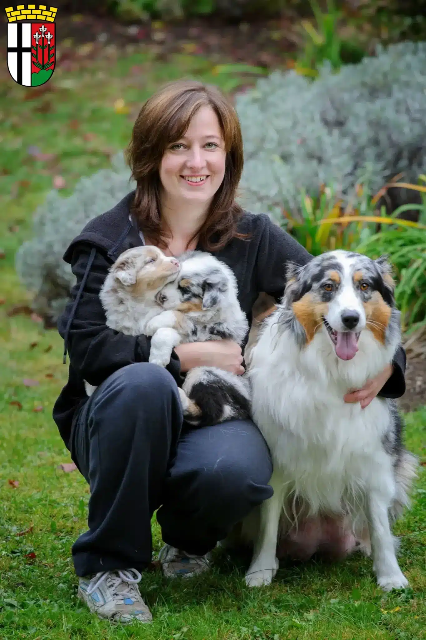 Mehr über den Artikel erfahren Australian Shepherd Züchter und Welpen in Fulda