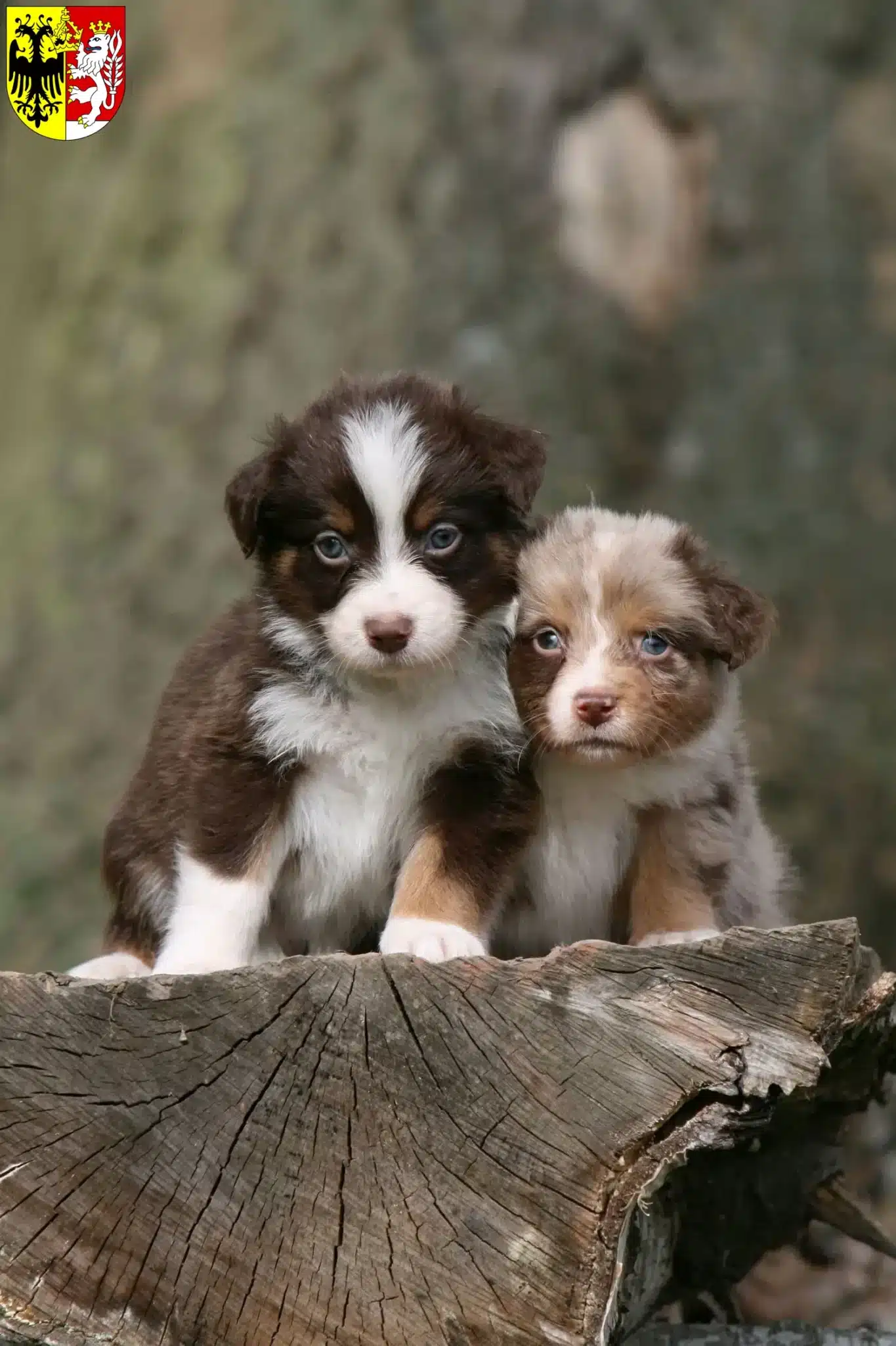 Mehr über den Artikel erfahren Australian Shepherd Züchter und Welpen in Görlitz