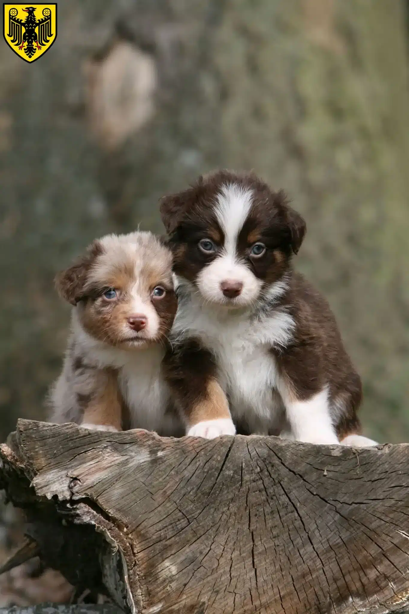 Mehr über den Artikel erfahren Australian Shepherd Züchter und Welpen in Goslar