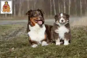 Mehr über den Artikel erfahren Australian Shepherd Züchter und Welpen in Greiz