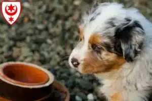 Mehr über den Artikel erfahren Australian Shepherd Züchter und Welpen in Halle (Saale)