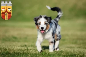 Mehr über den Artikel erfahren Australian Shepherd Züchter und Welpen in Herford