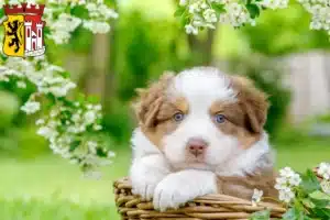 Mehr über den Artikel erfahren Australian Shepherd Züchter und Welpen in Jülich