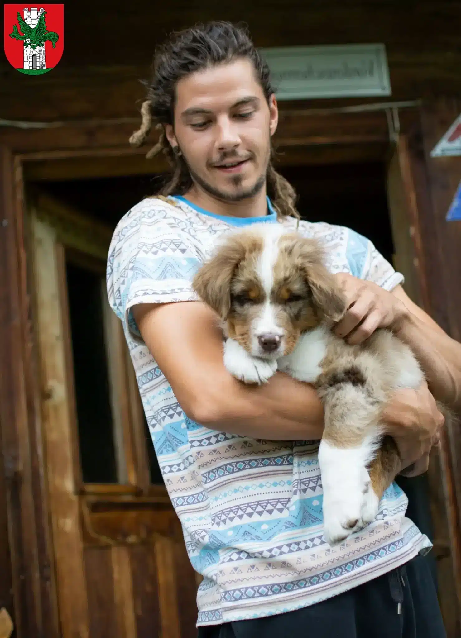 Mehr über den Artikel erfahren Australian Shepherd Züchter und Welpen in Klagenfurt