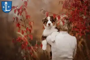 Mehr über den Artikel erfahren Australian Shepherd Züchter und Welpen in Leer (Ostfriesland)
