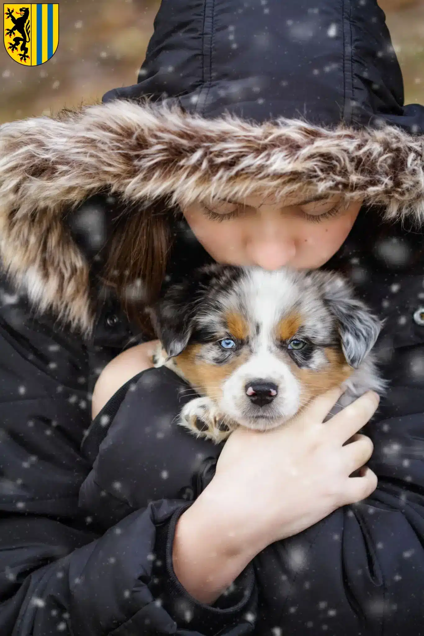 Mehr über den Artikel erfahren Australian Shepherd Züchter und Welpen in Leipzig