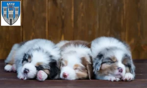 Mehr über den Artikel erfahren Australian Shepherd Züchter und Welpen in Limburg an der Lahn