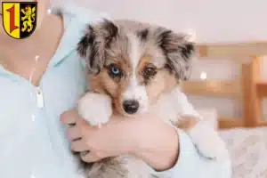 Mehr über den Artikel erfahren Australian Shepherd Züchter und Welpen in Mannheim