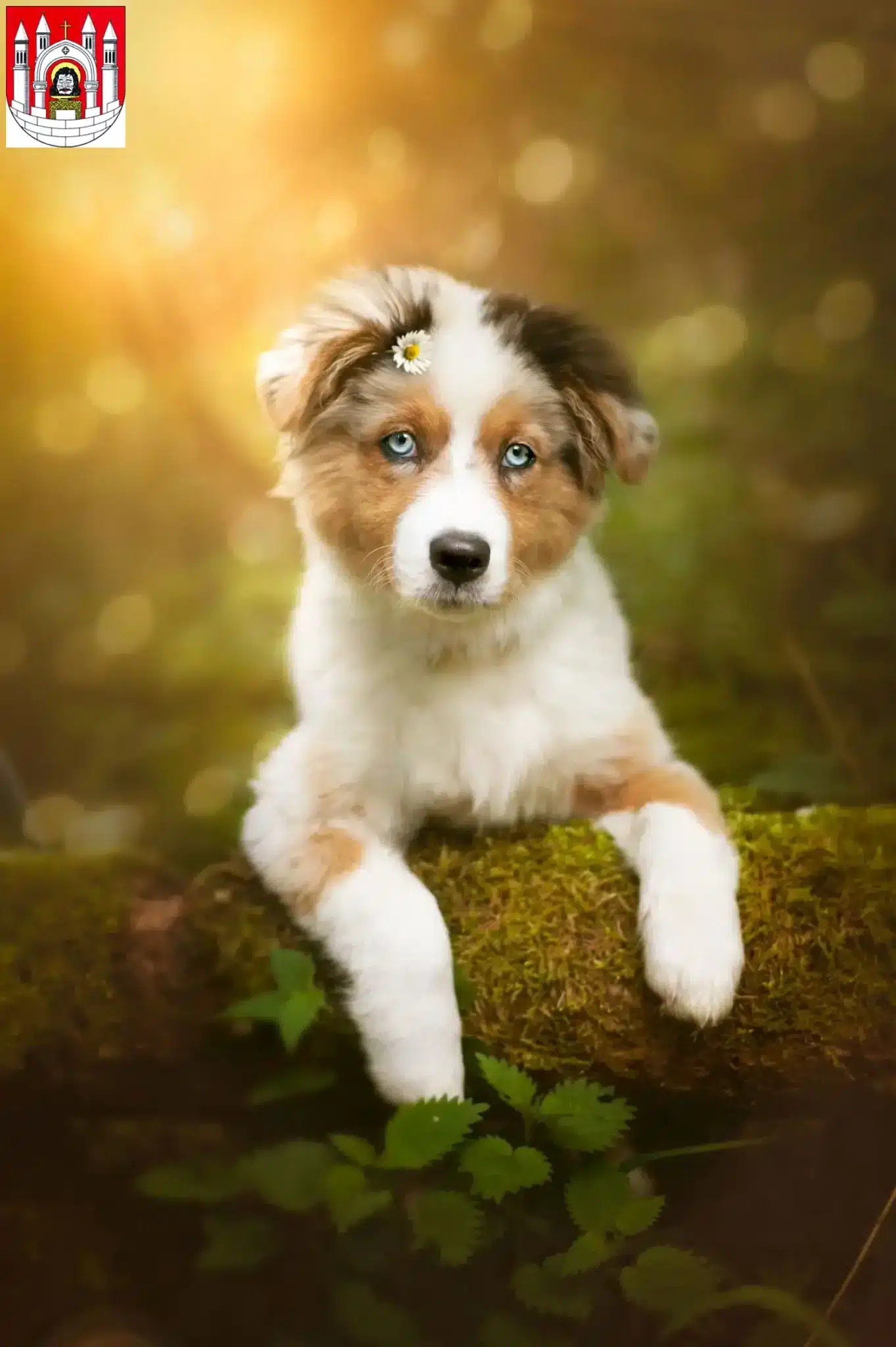 Mehr über den Artikel erfahren Australian Shepherd Züchter und Welpen in Merseburg