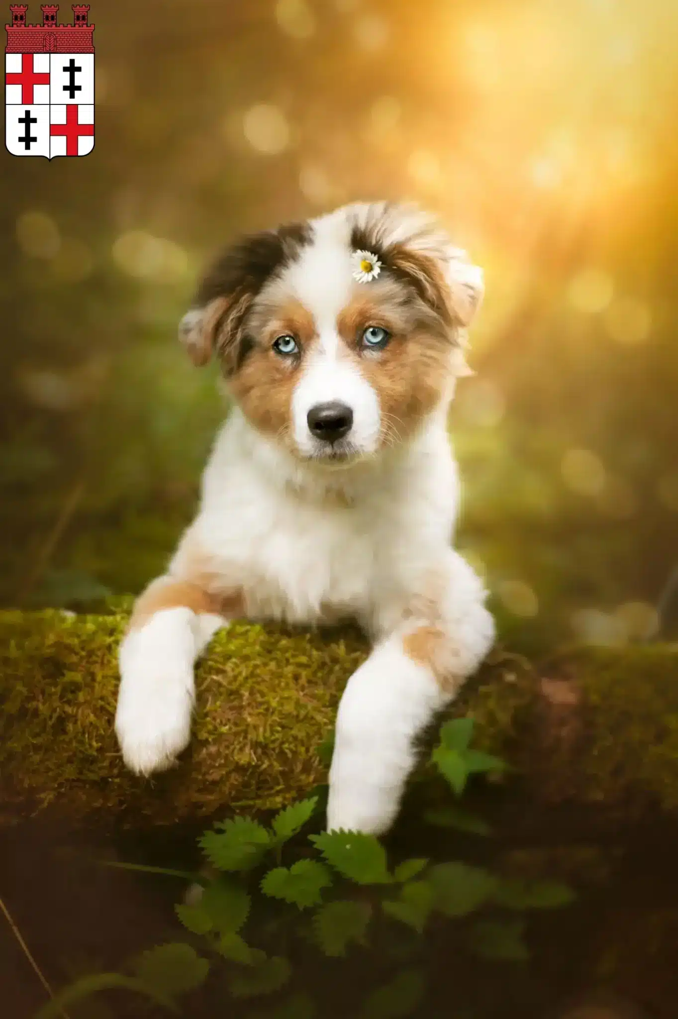 Mehr über den Artikel erfahren Australian Shepherd Züchter und Welpen in Merzig