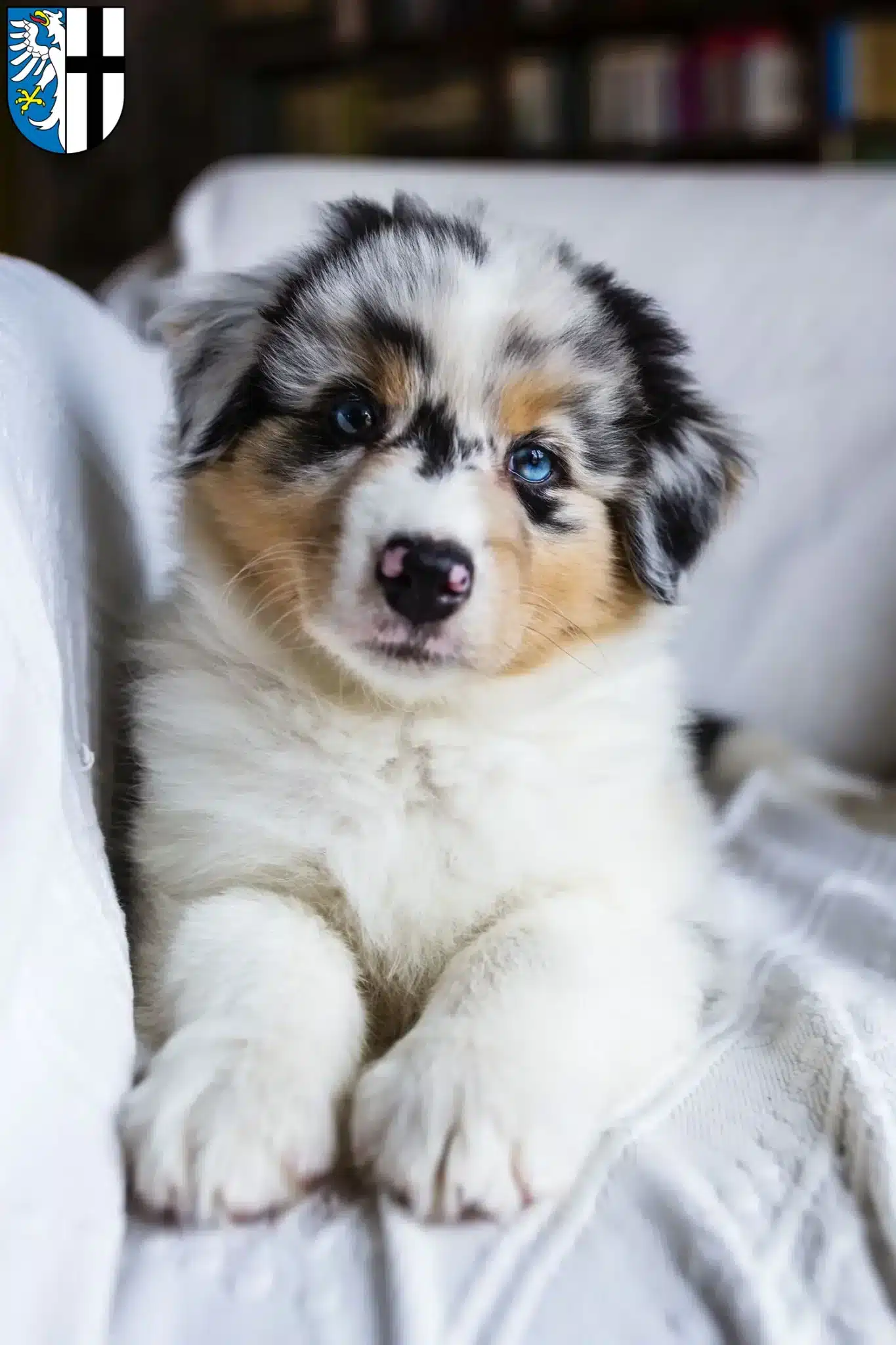 Mehr über den Artikel erfahren Australian Shepherd Züchter und Welpen in Meschede