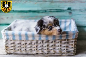 Mehr über den Artikel erfahren Australian Shepherd Züchter und Welpen in Mosbach