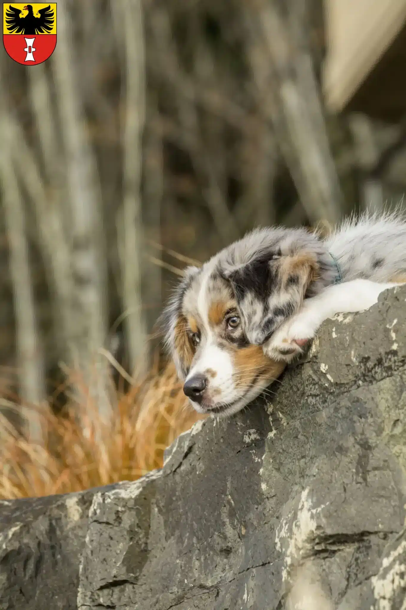Mehr über den Artikel erfahren Australian Shepherd Züchter und Welpen in Mühlhausen/Thüringen