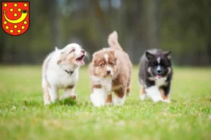 Mehr über den Artikel erfahren Australian Shepherd Züchter und Welpen in Nordhorn
