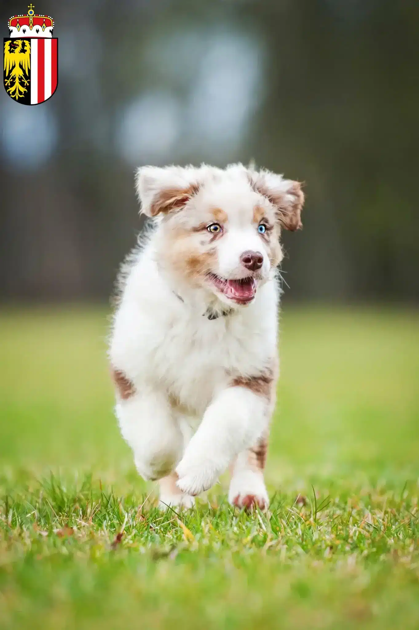 Mehr über den Artikel erfahren Australian Shepherd Züchter und Welpen in Oberösterreich