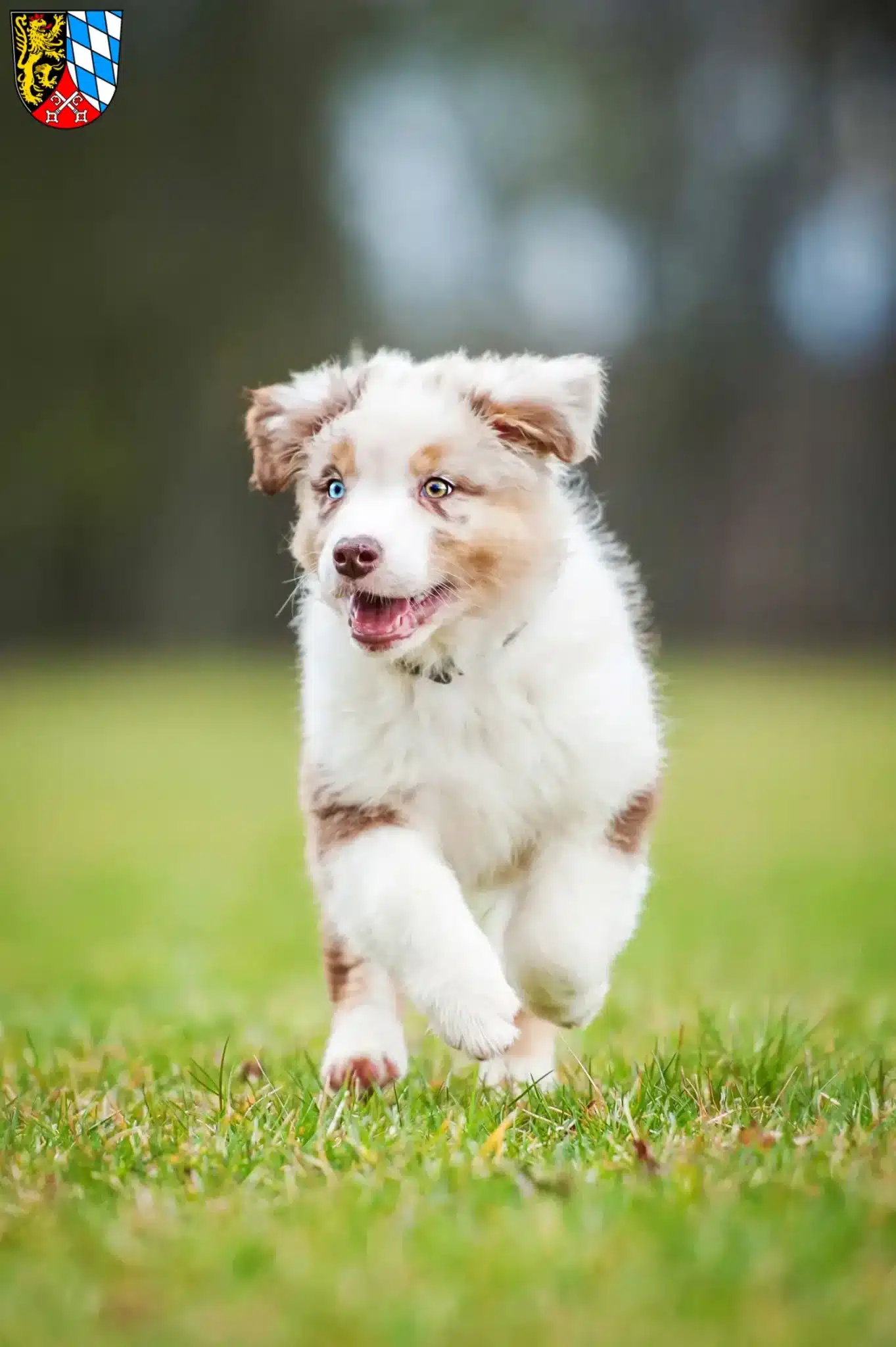 Mehr über den Artikel erfahren Australian Shepherd Züchter und Welpen in der Oberpfalz