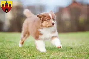 Mehr über den Artikel erfahren Australian Shepherd Züchter und Welpen in Oldenburg