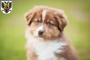 Mehr über den Artikel erfahren Australian Shepherd Züchter und Welpen in Ortenaukreis