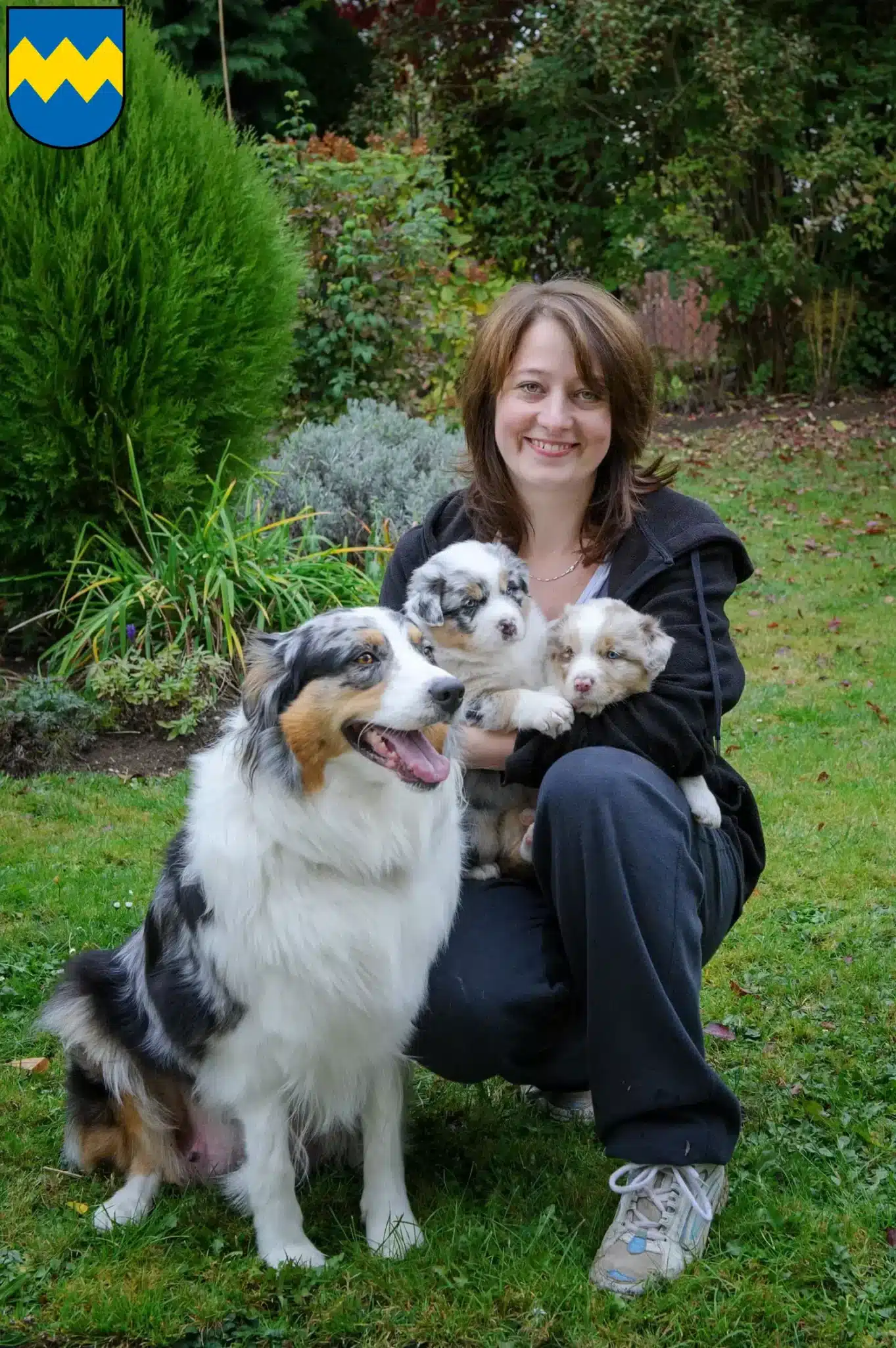 Mehr über den Artikel erfahren Australian Shepherd Züchter und Welpen in Pfaffenhofen an der Ilm