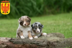 Mehr über den Artikel erfahren Australian Shepherd Züchter und Welpen in Potsdam