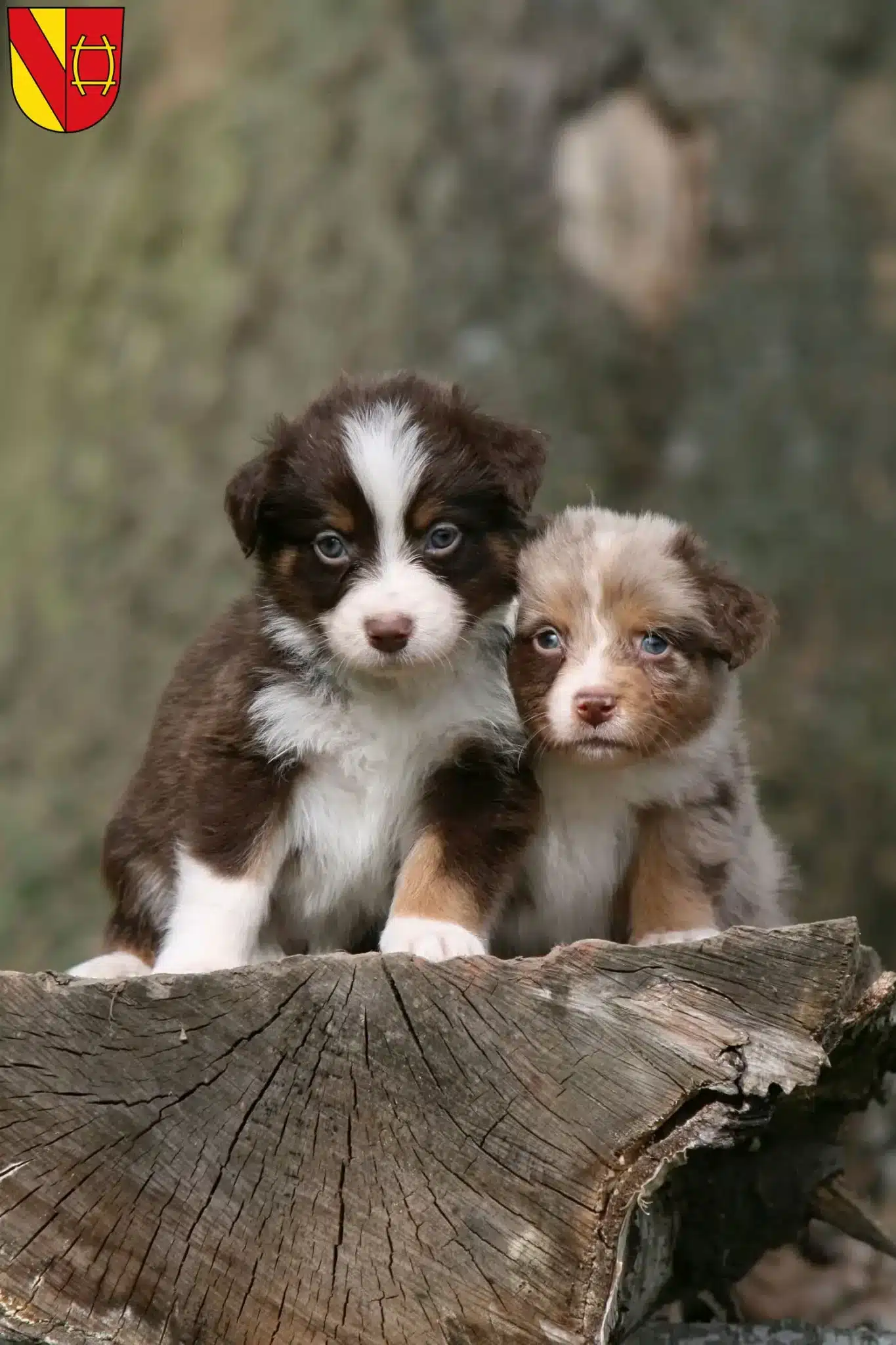 Mehr über den Artikel erfahren Australian Shepherd Züchter und Welpen in Rastatt