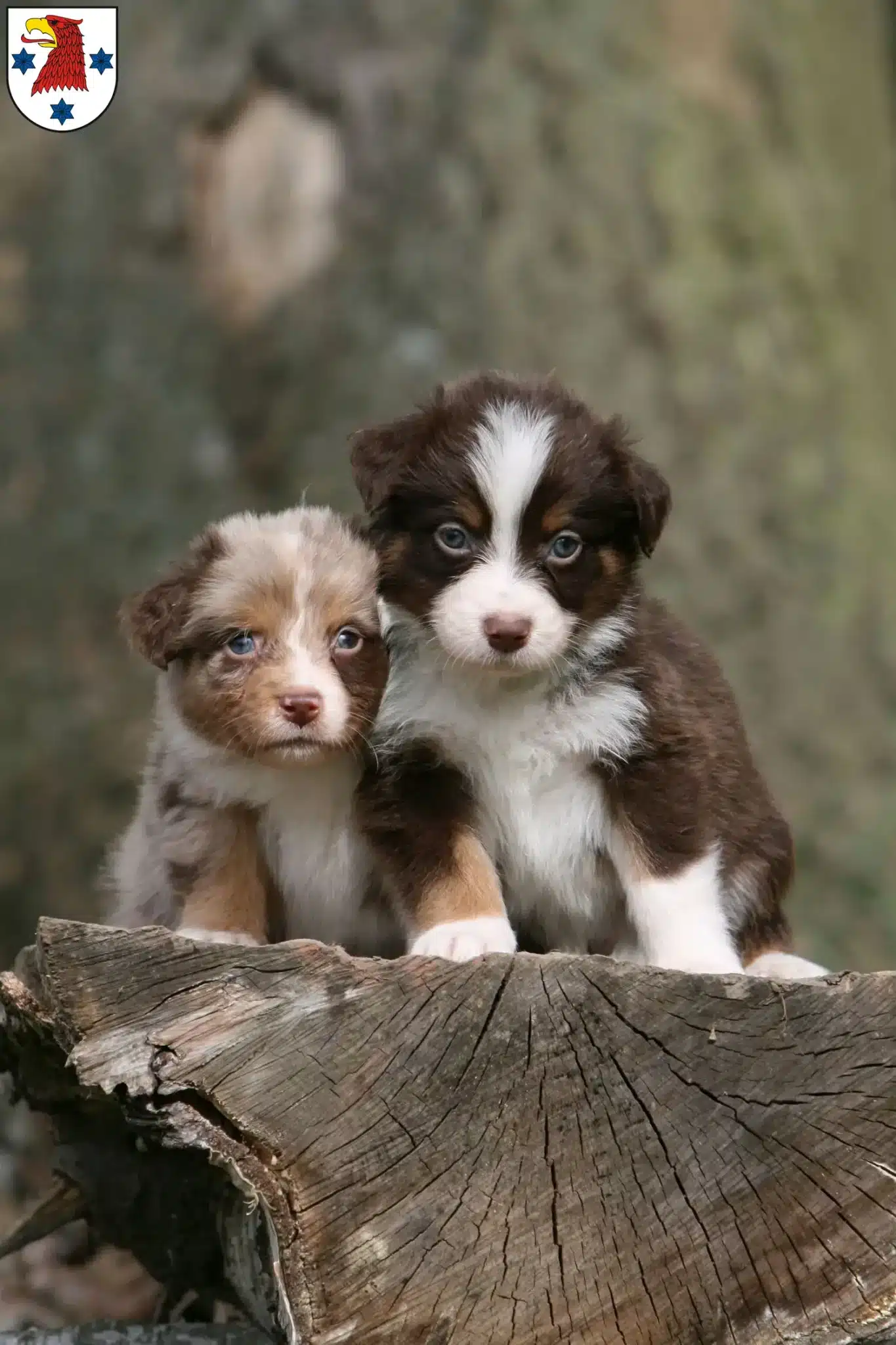 Mehr über den Artikel erfahren Australian Shepherd Züchter und Welpen in Rathenow