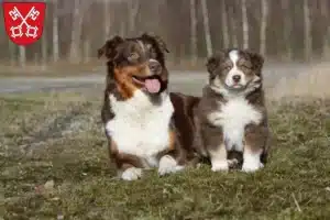 Mehr über den Artikel erfahren Australian Shepherd Züchter und Welpen in Regensburg