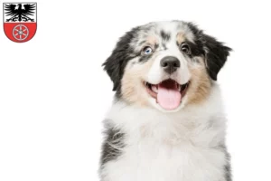Mehr über den Artikel erfahren Australian Shepherd Züchter und Welpen in Sömmerda