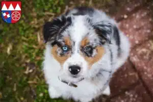 Mehr über den Artikel erfahren Australian Shepherd Züchter und Welpen in Unterfranken