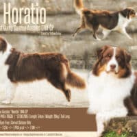 Red Tri Australian Shepherd Deckrüde "Horatio" ASCA & FCI Papiere www.YellowstoneAussies.de