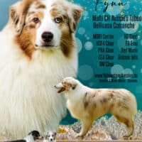 Red Merle Australian Shepherd Deckrüde "Fynn" ASCA & FCI Papiere www.YellowstoneAussies.de