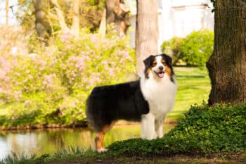 Black Tri Australian Shepherd Deckrüde "Shawn" ASCA & FCI Papiere www.YellowstoneAussies.de