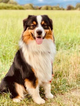 Black Tri Australian Shepherd Deckrüde "Koda" ASCA & FCI Papiere www.YellowstoneAussies.de