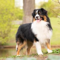 Black Tri Australian Shepherd Deckrüde "Kenobi" ASCA & FCI Papiere www.YellowstoneAussies.de