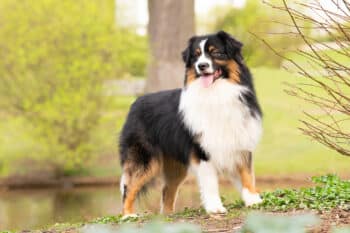 Black Tri Australian Shepherd Deckrüde "Kenobi" ASCA & FCI Papiere www.YellowstoneAussies.de