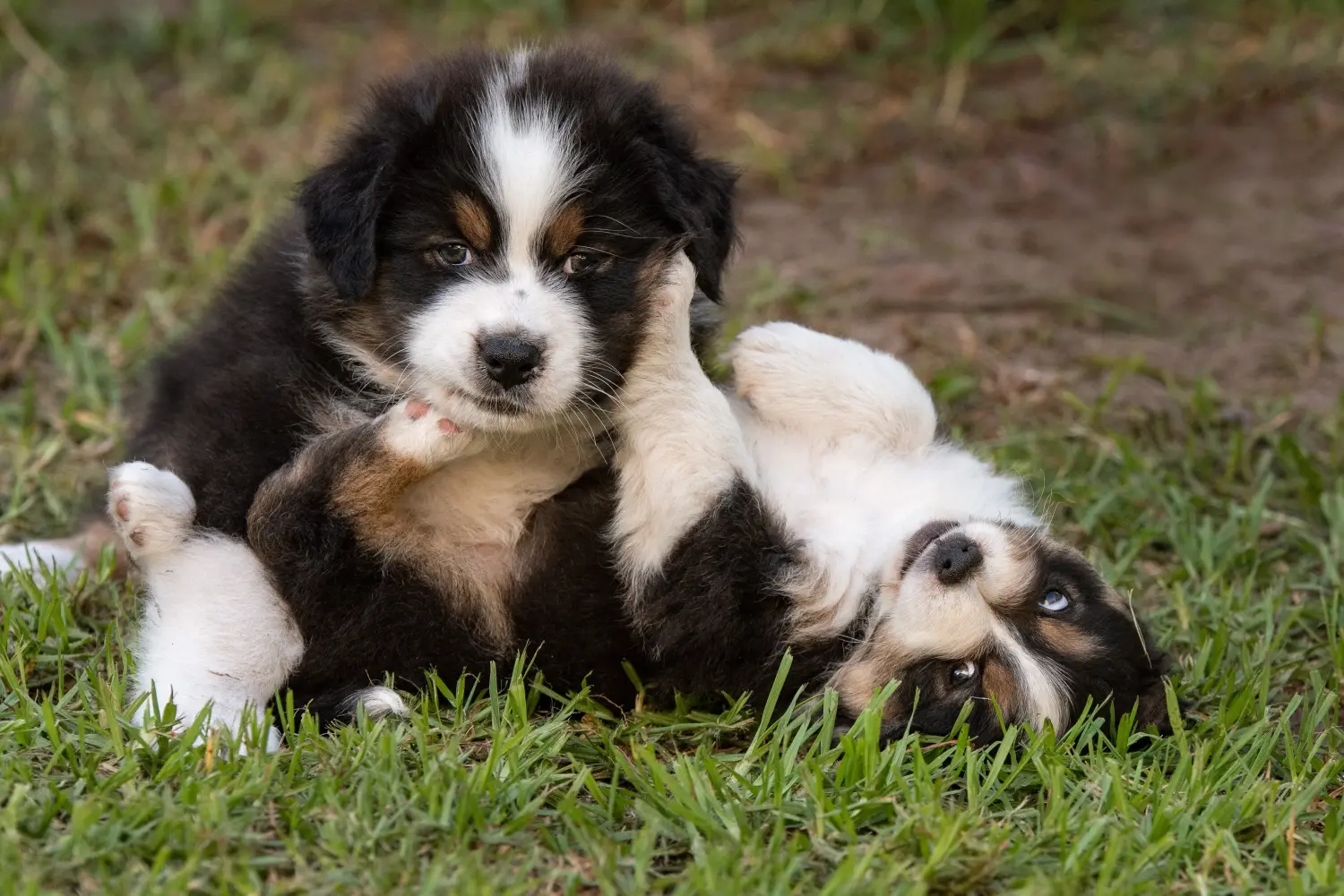 Einen Australian Shepherd Welpen zu kaufen, bedeutet Verantwortung zu übernehmen! Australian Shepherd Welpen kaufen.