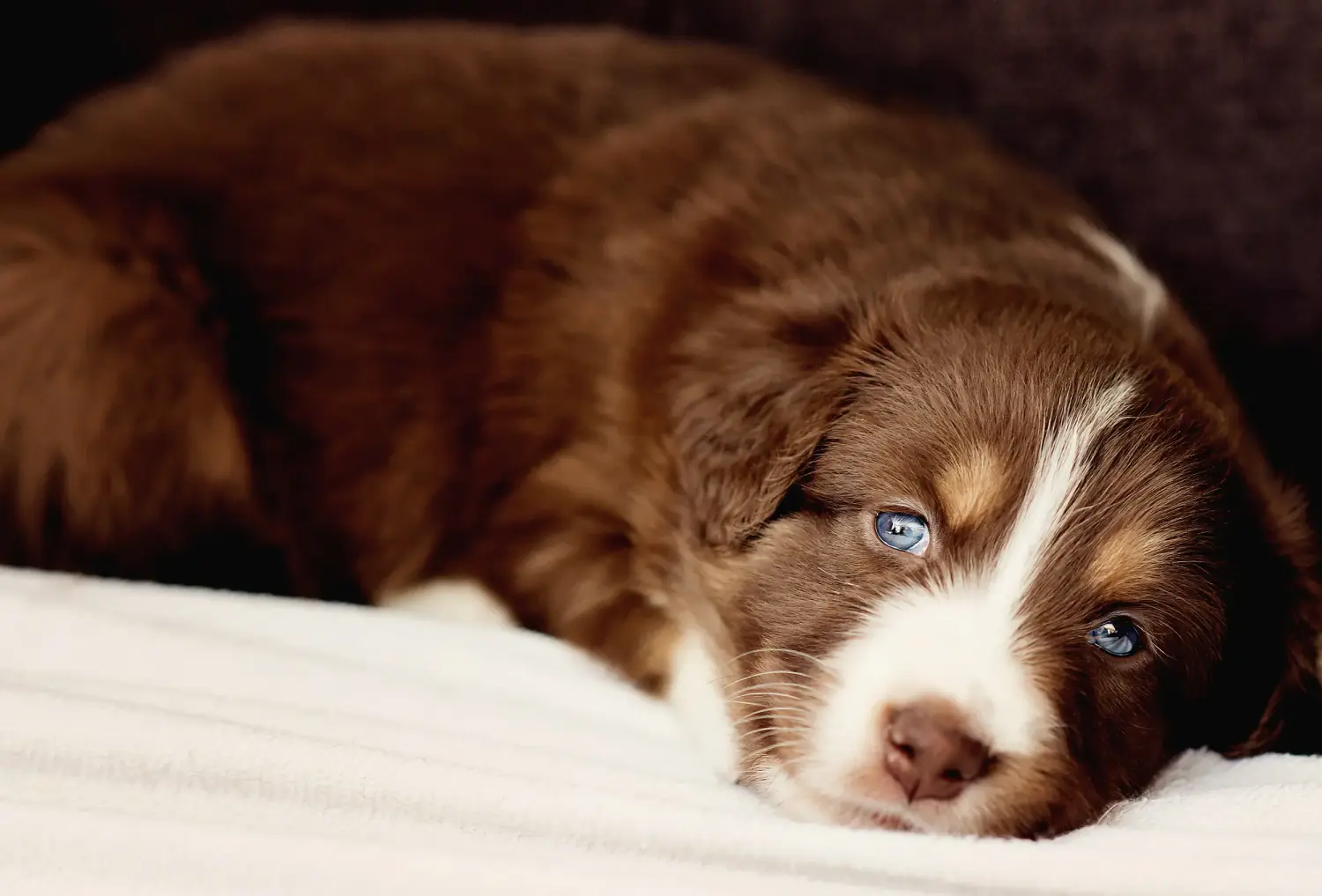 Einen Australian Shepherd Welpen zu kaufen, bedeutet Verantwortung zu übernehmen! Australian Shepherd Welpen kaufen.