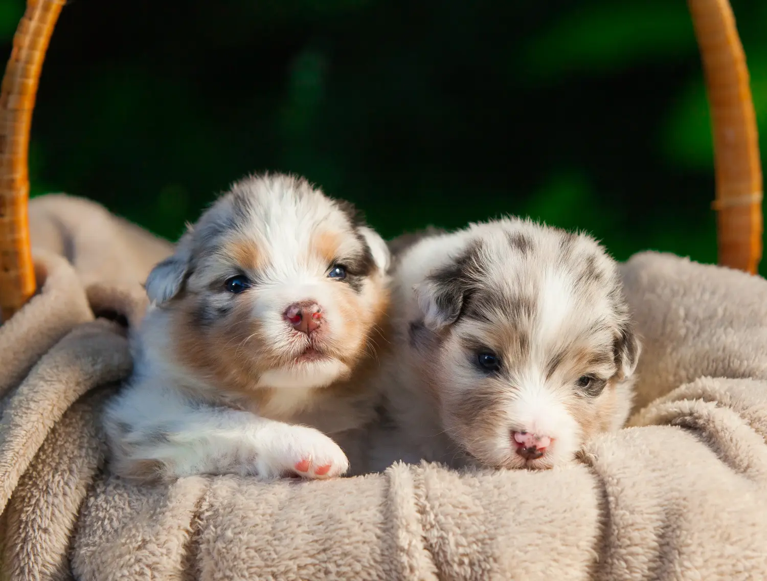 Einen Australian Shepherd Welpen zu kaufen, bedeutet Verantwortung zu übernehmen! Australian Shepherd Welpen kaufen.