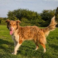 CHARLIE - auf Pflegestelle in Deutschland