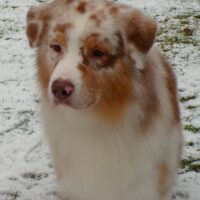 skuddenhof Aussie´s